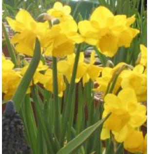 narcissusfforquailkevock