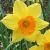 narcissuscfloceylondeeproot1a