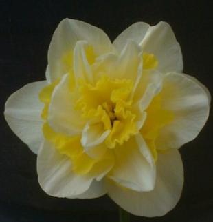 narcissuspflo9whitelionrvroger