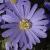 anemonecfloblandablueshadesrvroger