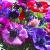 anemonecfloscoronariadecaengeetee1