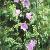 campanulapersicifoliafort9