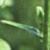 campanulapersicifoliafolt9