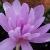 colchicumcfloautumnalepleniflorumrvroger