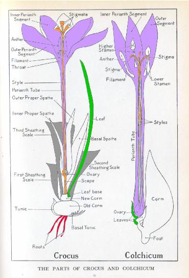 crocuscolchicumdiagram1a