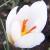 crocuscflocartwrightianusalbusrvroger