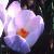 crocuscflochrysanthusprincessbeatrixfoord