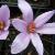 crocuscflooreocreticusrvroger