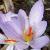 crocuscflopallasiirvroger