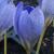 crocuscfloserotinussalzmaniirvroger1a1