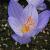 crocuscfloserotinusclusiirvroger1a