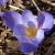 crocuscflospeciosusaitchisoniirvroger