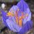 crocuscflospeciosusartabirrvroger1a