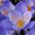 crocuscflospeciosusconquerorrvroger1a1