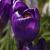 crocuscflovernusflowerrecordgeetee