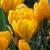 crocuscflovernusyellowmammothgeetee