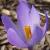 crocuspflosalzmaniierectophyllusrvroger1