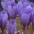 crocuspforasturicusgarnonswilliams