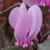 cyclamencpflo49hederifoliumgarnonswilliams1