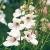 diasciaccflosintegerrimablushboulby1a1