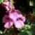 diasciacflotwinkleboulby1a1