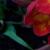 freesiacfolchironrvroger1a
