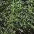 fritillariaimperialisluteafolt9