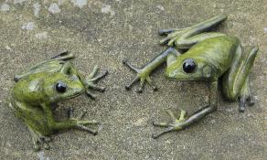 geckomanbrasstreefrogs1