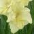 gladioluscflobabsbillnagc