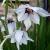 gladioluscflocallianthusmurielaervroger