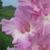 gladioluscflolavendericenagc1