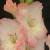 gladioluscflomarjncoe