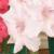 gladioluscflopinnaclencoe