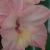 gladioluscfloplaisirncoe