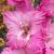 gladioluscflosacialynnnagc1