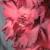 gladiolusfflochocolatekingantanas