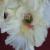 gladiolusffloinfospaceantanas