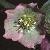 helleborusorientalisabchasicusflot9