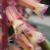 lachenaliacfloromeliarvroger1
