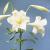 lilliumcflosnowqueenrvroger1