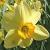 narcissuscflobadburyringsdeeproot1