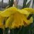 narcissuscflocarltonrvroger