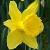 narcissuscflodutchmasterdeeproot