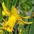 narcissuscflogardenprincessdeeproot1