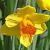 narcissuscfloglencovadeeproot1