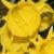 narcissuscfloobesusbulbocodiumkevock