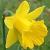 narcissuscfloobvallarisdeeproot1