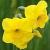 narcissuscfloskokopellideeproot