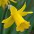 narcissuscflosmalltalkdeeproot1