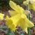 narcissuscflospellbinderdeeproot1